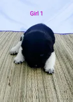 Girl One, a female Akita for sale in Jonesboro, GA – 2 of 10