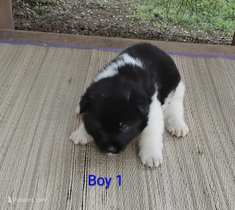 Boy One – Akita puppy for sale in Jonesboro, GA