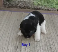 Boy One, a male Akita for sale in Jonesboro, GA – 1 of 10