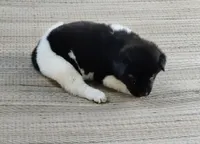 Girl Two, a female Akita for sale in Jonesboro, GA – 3 of 10