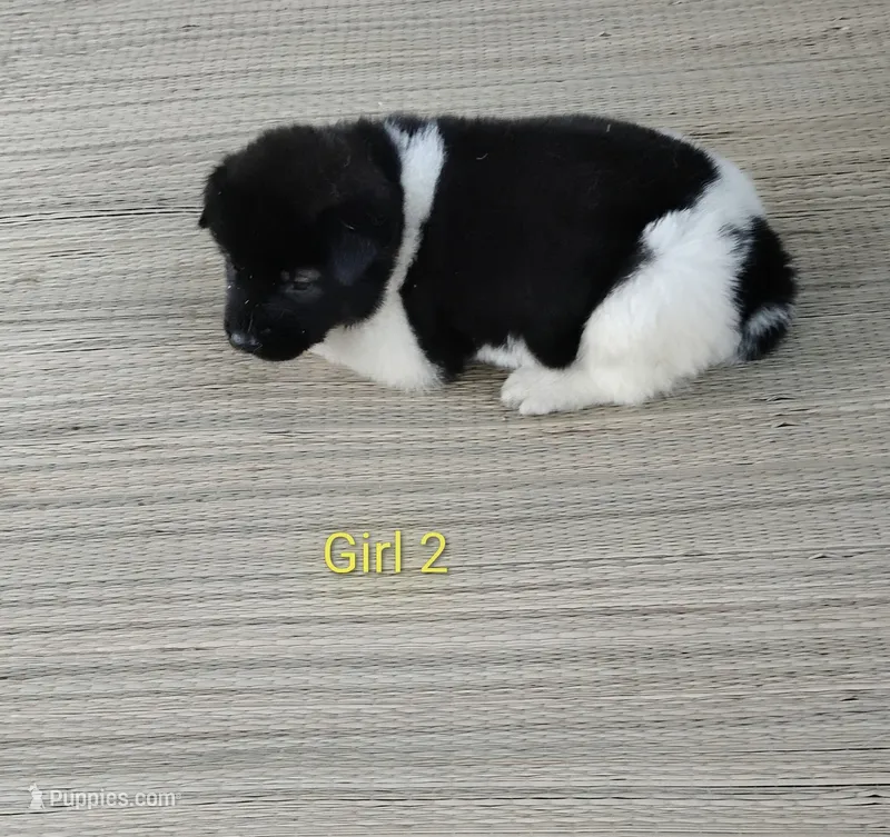 Girl Two – Akita puppy for sale in Jonesboro, GA