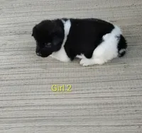 Girl Two, a female Akita for sale in Jonesboro, GA – 1 of 10