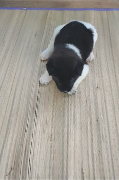 Girl Two, a female Akita for sale in Jonesboro, GA – 9 of 10