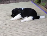 Boy One, a male Akita for sale in Jonesboro, GA – 7 of 10