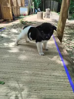 Girl Two, a female Akita for sale in Jonesboro, GA – 6 of 10