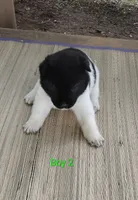 Boy Two, a male Akita for sale in Jonesboro, GA – 8 of 10