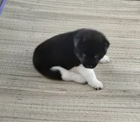 Girl One, a female Akita for sale in Jonesboro, GA – 6 of 10