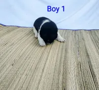 Boy One, a male Akita for sale in Jonesboro, GA – 2 of 10