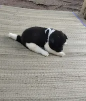 Boy One, a male Akita for sale in Jonesboro, GA – 9 of 10