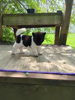 Boy Two, a male Akita for sale in Jonesboro, GA – 3 of 10