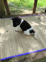 Girl Two, a female Akita for sale in Jonesboro, GA – 4 of 10