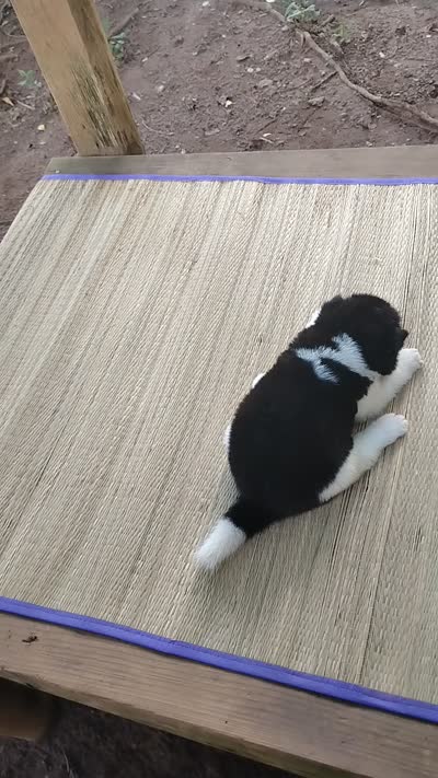 Boy One, a male Akita for sale in Jonesboro, GA – 10 of 10