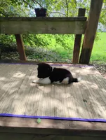 Boy One, a male Akita for sale in Jonesboro, GA – 4 of 10
