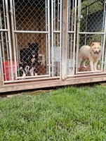 Girl One, a female Akita for sale in Jonesboro, GA – 7 of 10