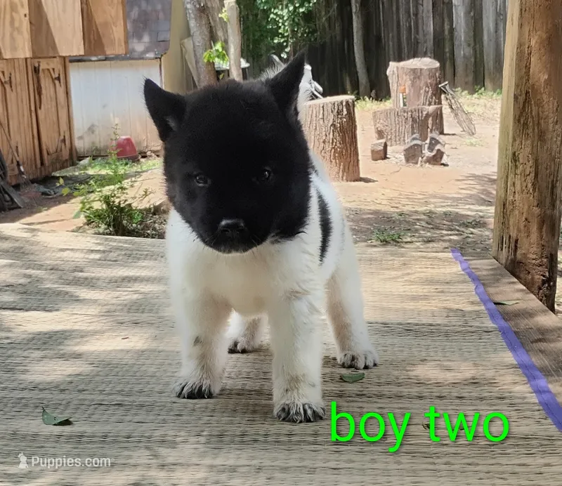 Boy Two – Akita puppy for sale in Jonesboro, GA