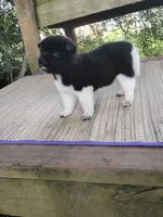 Girl One, a female Akita for sale in Jonesboro, GA – 3 of 10