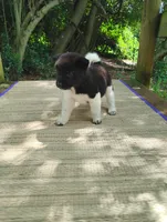 Girl One, a female Akita for sale in Jonesboro, GA – 8 of 10
