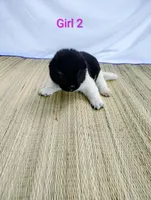 Girl Two, a female Akita for sale in Jonesboro, GA – 2 of 10