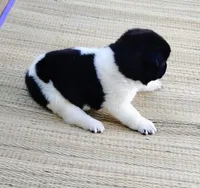 Boy Two, a male Akita for sale in Jonesboro, GA – 7 of 10