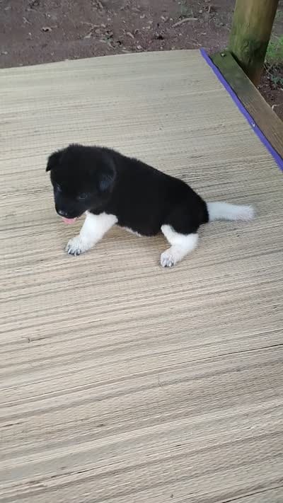 Girl One, a female Akita for sale in Jonesboro, GA – 9 of 10