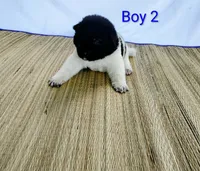 Boy Two, a male Akita for sale in Jonesboro, GA – 2 of 10
