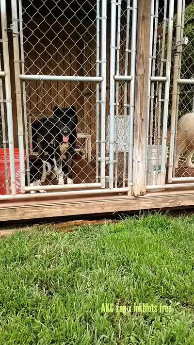 Boy One, a male Akita for sale in Jonesboro, GA – 6 of 10