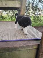 Girl One, a female Akita for sale in Jonesboro, GA – 5 of 10