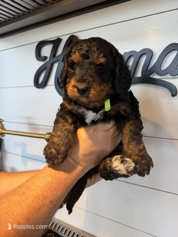 Bright Green Boy – Bernedoodle puppy for sale in Waleska, GA
