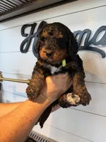 Bright Green Boy, a male Bernedoodle for sale in Waleska, GA – 1 of 2