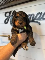 Bright Green Boy, a male Bernedoodle for sale in Waleska, GA – 2 of 2