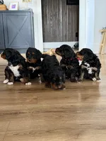 Blue Boy, a male Bernedoodle for sale in Waleska, GA – 2 of 3