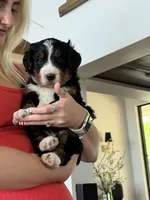 Blue Boy, a male Bernedoodle for sale in Waleska, GA – 1 of 3