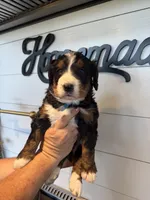 Blue Boy, a male Bernedoodle for sale in Waleska, GA – 3 of 3