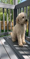 Puppies , a  Miniature Goldendoodle for sale in Winston-Salem, NC – 8 of 9