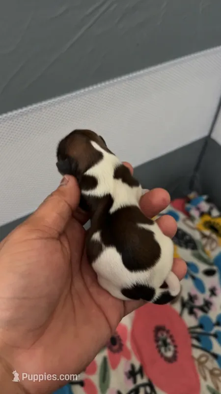 White collor  – Shih Tzu puppy for sale in Winston-Salem, NC