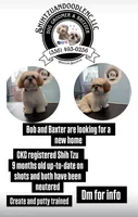 Baxter, a male Shih Tzu for sale in Winston-Salem, NC – 2 of 2