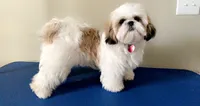 White , a female Shih Tzu for sale in Winston-Salem, NC – 7 of 7
