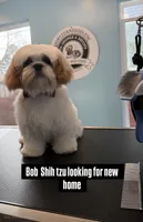 Bob Shih tzu , a male Shih Tzu for sale in Winston-Salem, NC – 1 of 2