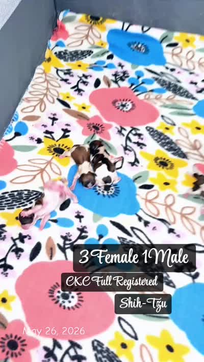 White collor , a female Shih Tzu for sale in Winston-Salem, NC – 8 of 8
