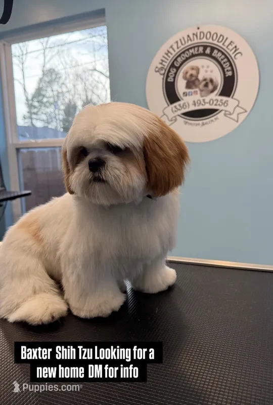 Baxter – Shih Tzu puppy for sale in Winston-Salem, NC