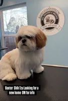 Baxter, a male Shih Tzu for sale in Winston-Salem, NC – 1 of 2