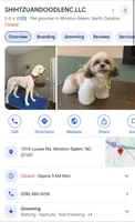 Bob Shih tzu , a male Shih Tzu for sale in Winston-Salem, NC – 2 of 2