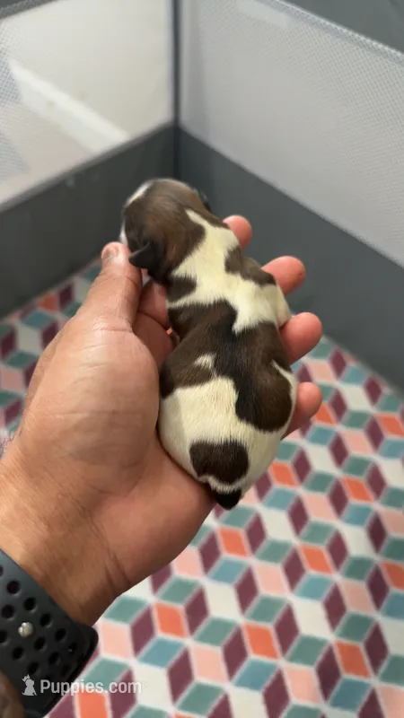 White  – Shih Tzu puppy for sale in Winston-Salem, NC