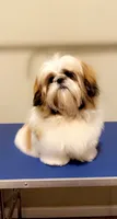 White , a female Shih Tzu for sale in Winston-Salem, NC – 5 of 7