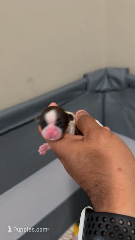 Blue collor  – Shih Tzu puppy for sale in Winston-Salem, NC