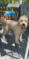 Puppies , a  Miniature Goldendoodle for sale in Winston-Salem, NC – 9 of 9