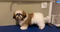 Puppies , a  Shih Tzu for sale in Winston-Salem, NC – 6 of 10