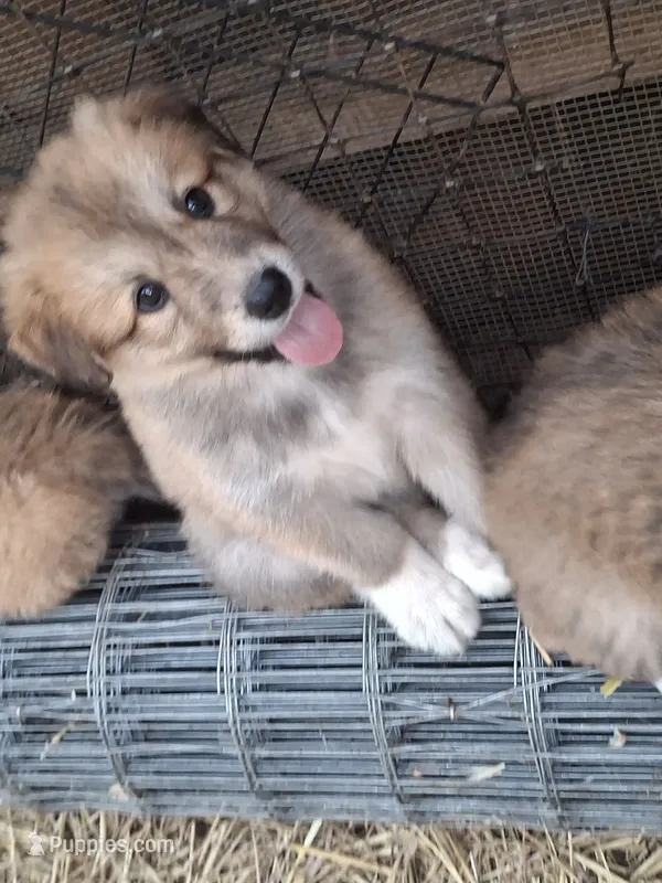 Bella – Alaskan Malamute, Great Pyrenees puppy for sale in Rock Hill, SC