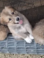 Bella, a female Alaskan Malamute and Great Pyrenees for sale in Rock Hill, SC – 2 of 8