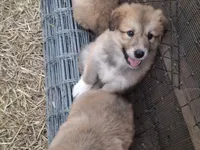 Bella, a female Alaskan Malamute and Great Pyrenees for sale in Rock Hill, SC – 6 of 8
